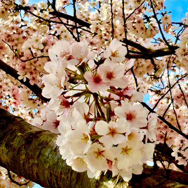 Yoshino Flowering Cherry Tree Live Plant in 2.5-Inch Pot, Fragrant White Cherry Blossom Ornamental Tree for Landscaping, 7-12" Tall