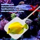 thumbnail image 5 of Red Multifuncional de Camarones para Acuario ANGGREK, 5 of 7
