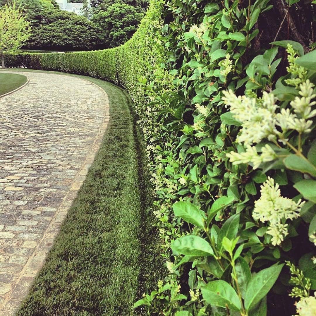 Curled Leaf Privet  5 Live Quart Size Plants  Ligustrum Japonicum Recurvifolium, Evergreen Flowering Privacy Hedge, Ornamental Shrub for Lush Landscapes