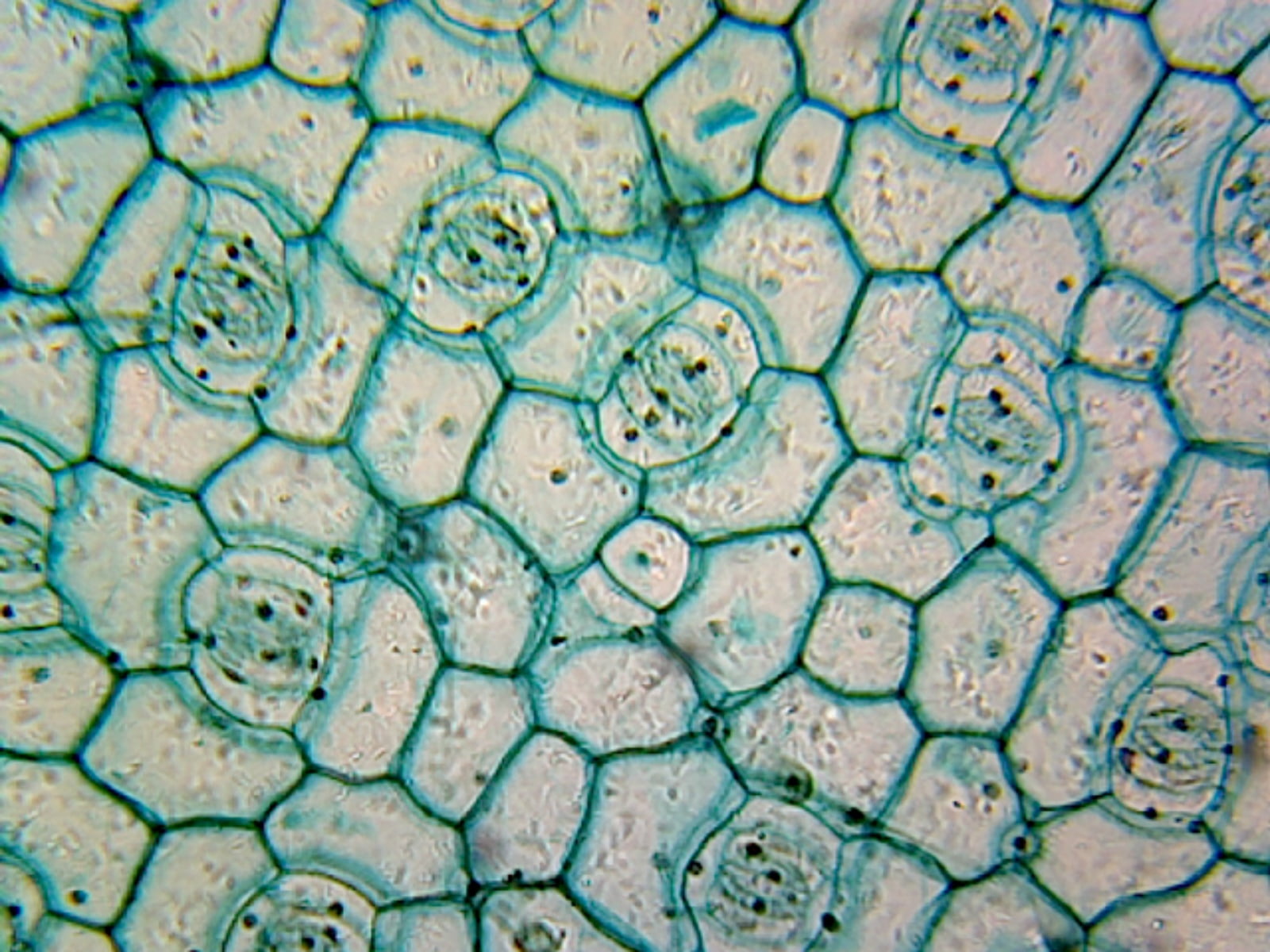 Monocot Leaf Under Microscope