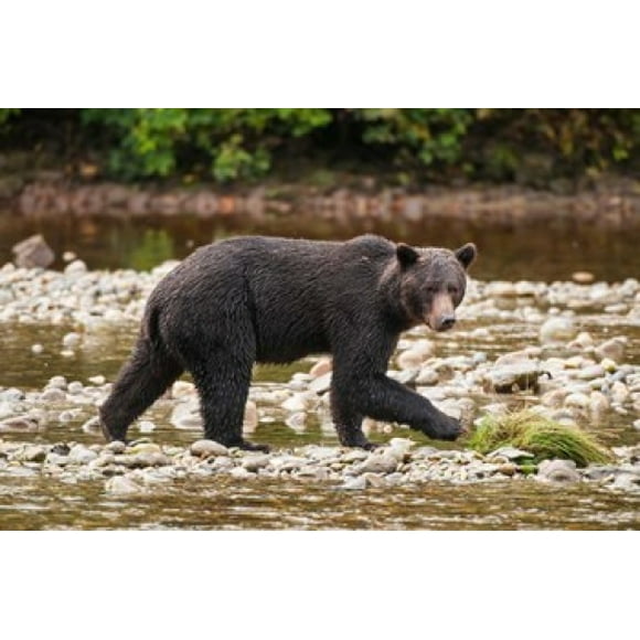 Grizzly bear fishing for salmon in Great Bear Rainforest, Canada Poster Print by Michael DeFreitas (26 x 18)