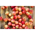 thumbnail image 2 of Fresh Sweet Rainier Cherries, 1.25 LB Bag, 2 of 4