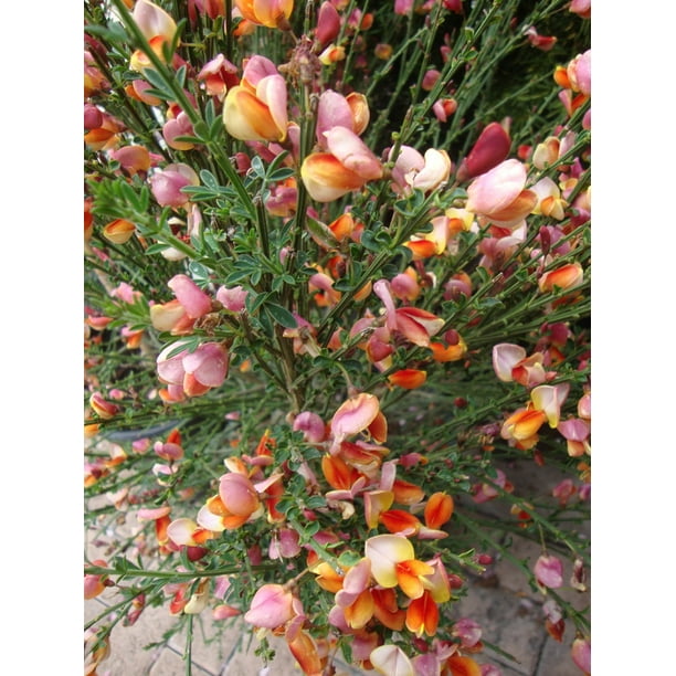 Burkwood Scotch Broom Plant 4 Pot Cytisus Burkwoodii Walmart Com Walmart Com