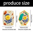Cell Structure Modeling Set Texture for Biology Education Hands on ...