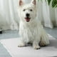 thumbnail image 4 of Almohadilla De Hielo Para Mascotas Ice Doudou, Almohadilla Refrescante De Verano, Suministros Transpirables Para Mascotas, Dise O Radiante Base Antideslizante, Tapete Refrescante Para, 4 of 7