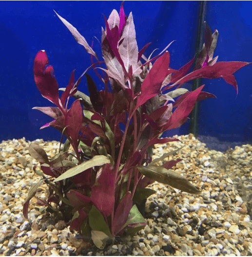 Alternanthera Reineckii Scarlet Temple Live Aquarium Plant – Red Freshwater Bunch Plant