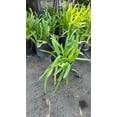 thumbnail image 2 of White african Lily on 5 gallon pot - Get similar, 2 of 4