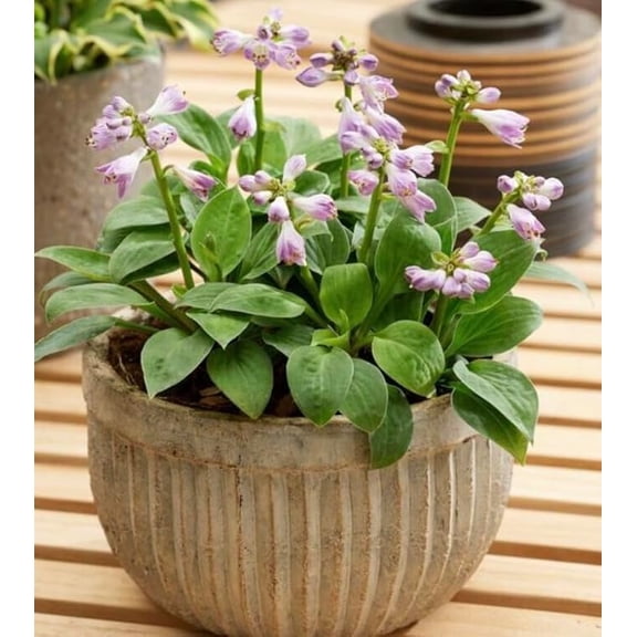 Blue Mouse Hosta Roots for Growing- Bold Variegated Foliage for Shade Gardens - Stunning Lavender Flowers (2 Roots)