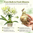 thumbnail image 3 of Amaryllis, Low Maintenance - Easy Grow - Ideal for Beds Borders, Plant Pots & Planters, 3 of 5