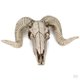 thumbnail image 1 of 2x Cráneo Cabeza de Oveja Escultura de Pared Cabeza de Animal Colgante de, 1 of 9