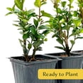 thumbnail image 5 of 2 Highlander Boxwood – Fast-Growing Upright Evergreen Shrub for Privacy Hedges, Screens & Borders (Buxus sempervirens ‘Highlander’) in 3.5″ Cubes, Live Plants, 5 of 9