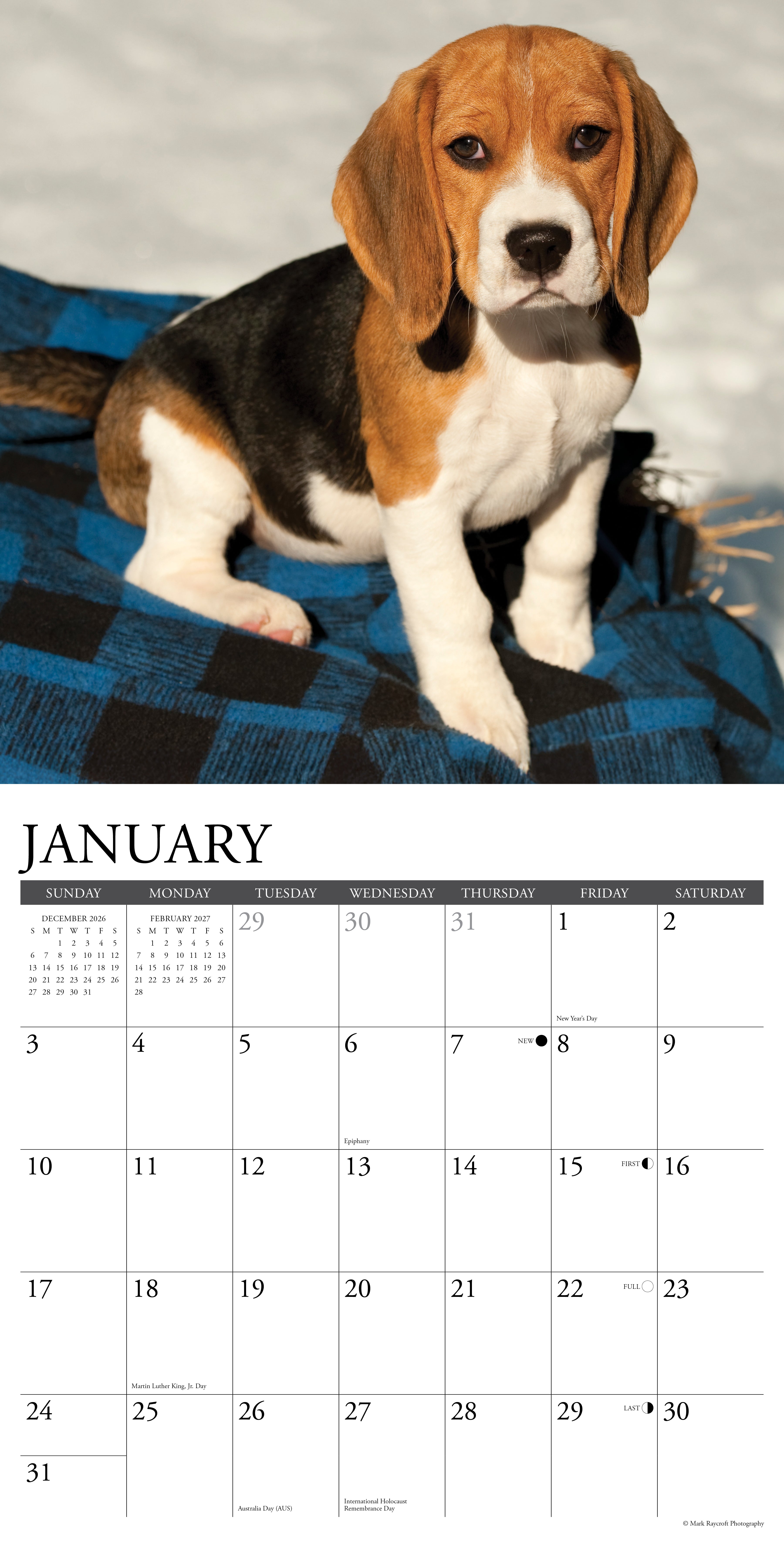 Willow Creek Press, Beagle Puppies 2027 Wall Calendar