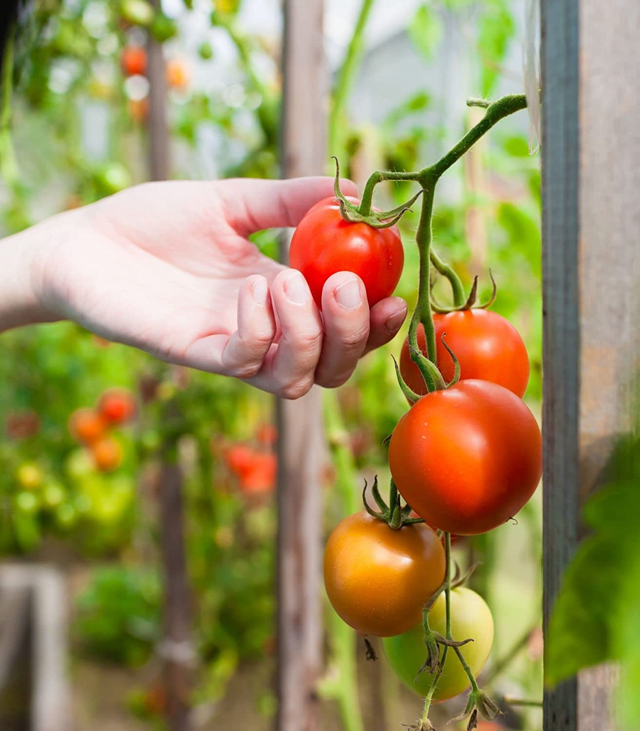 Vegetable Seeds Planting - Heirloom Non GMO Veggie Garden Plant Seeds - Great for Planting Indoor or Outdoors | Veggie Seeds Packet for Home Garden- 8 seeds to plant!