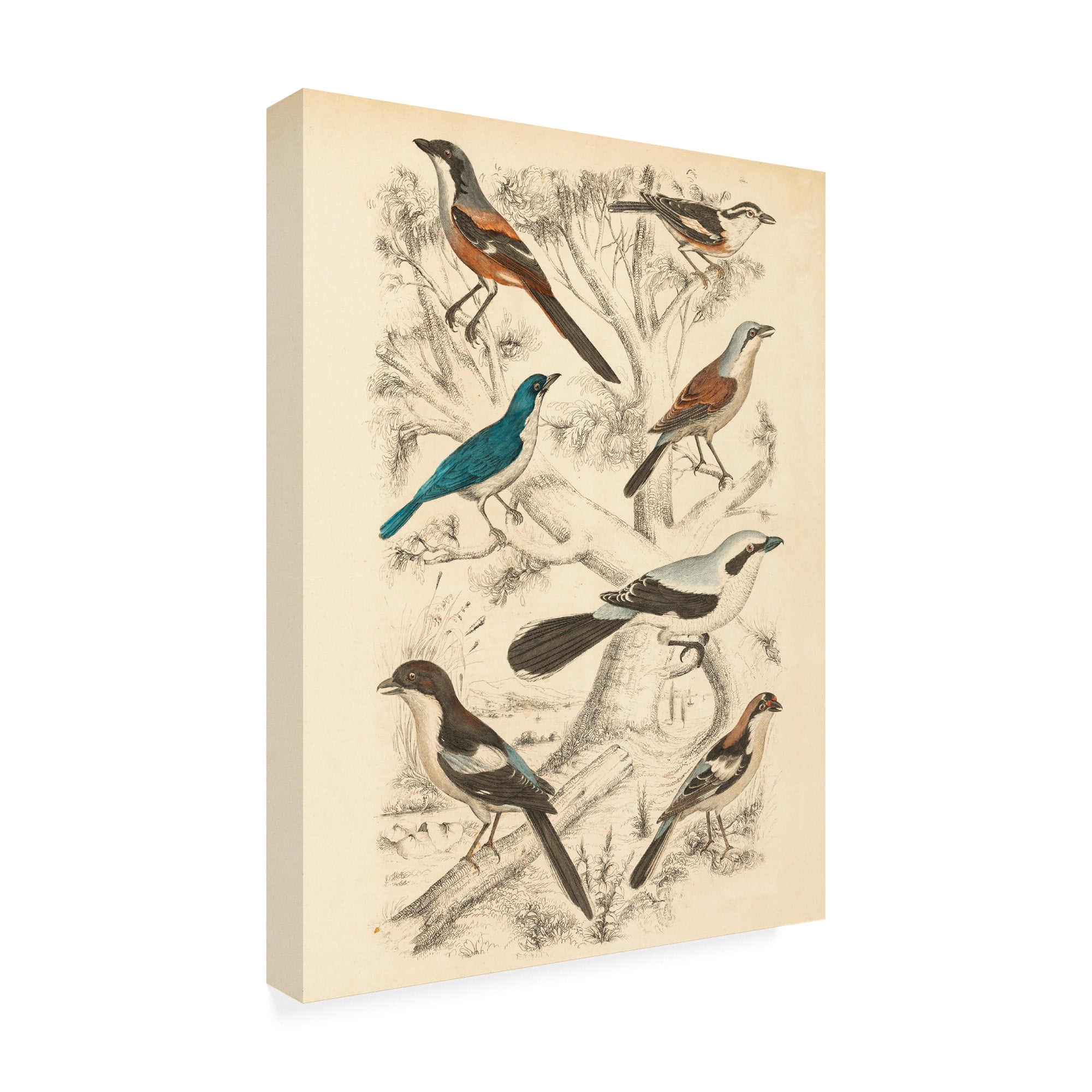 Trademark Fine Art 'Avian Habitat V' Canvas Art by Milne