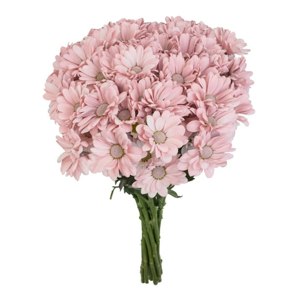 Pompom さん Pompon Painted Sand (60 Stems) - Samsclub.com