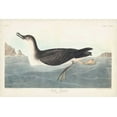 thumbnail image 2 of Audubon, John James 32x23 Gold Ornate Wood Framed with Double Matting Museum Art Print Titled - Pl 295 Manks Shearwater, 2 of 4