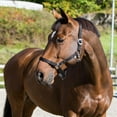 thumbnail image 3 of Horze Basic Horse Halter, 3 of 3