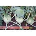 thumbnail image 2 of 2000 Graines de Chou-Rave Blanc de Vienne Navet Allemand / Chou Navet Brassica Oleracea Racines et Feuilles Légumes, 2 of 2