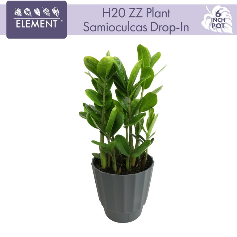 Element by Altman Plants 6in ZZ Plant in H20 Self Watering Pot