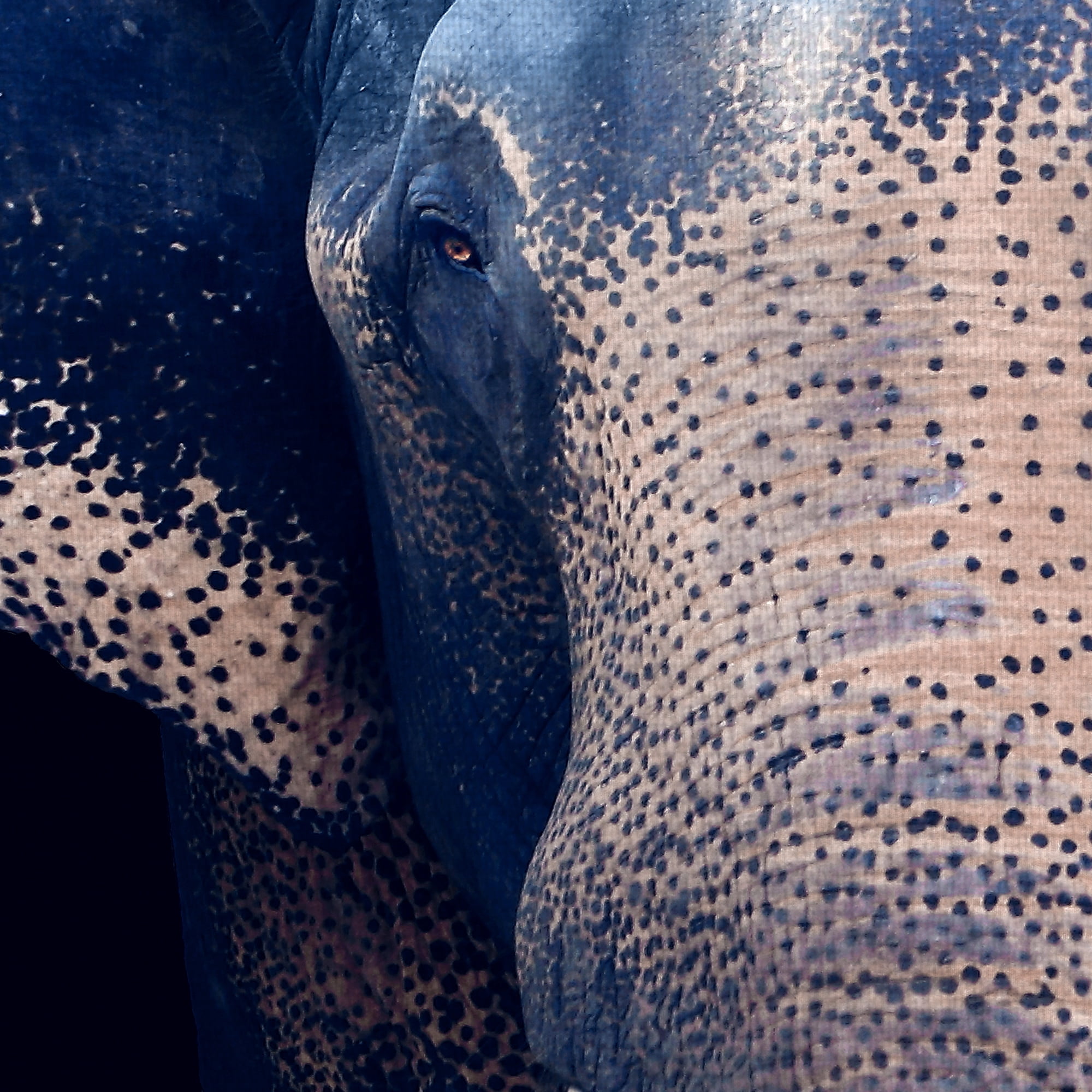 Masterpiece Art Gallery Titan The Elephant By Belle Maison Canvas Art Print 24" x 36"