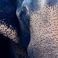 thumbnail image 3 of Masterpiece Art Gallery Titan The Elephant By Belle Maison Canvas Art Print 24" x 36", 3 of 4