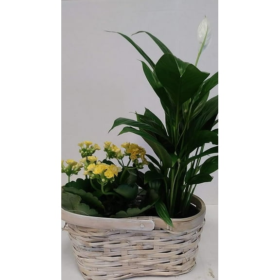 4" Peace Lily and 4" Yellow Kalanchoe Garden Basket in Woven, White Gift Container