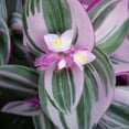 thumbnail image 2 of Tradescantia Nanouk Wandering Jew - Live Plant in a 4 Inch Pot - Tradescantia Albiflora 'Nanouk' - Rare and Elegant Indoor Houseplant - Florist Quality, 2 of 5