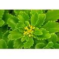 thumbnail image 2 of Engelbrecht, Lisa S. 24x17 Black Ornate Wood Framed with Double Matting Museum Art Print Titled - Flowering Stonecrop, 2 of 4