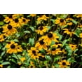 thumbnail image 7 of Seedville 500 Brown Eyed Susan Plant Seeds, Yellow petals with brown centers, 7 of 7