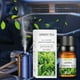 thumbnail image 4 of Aceite esencial Alivia la fatiga Aceite de aromaterapia Ayuda a respirar 10 ml Té verde una esencia, 4 of 5