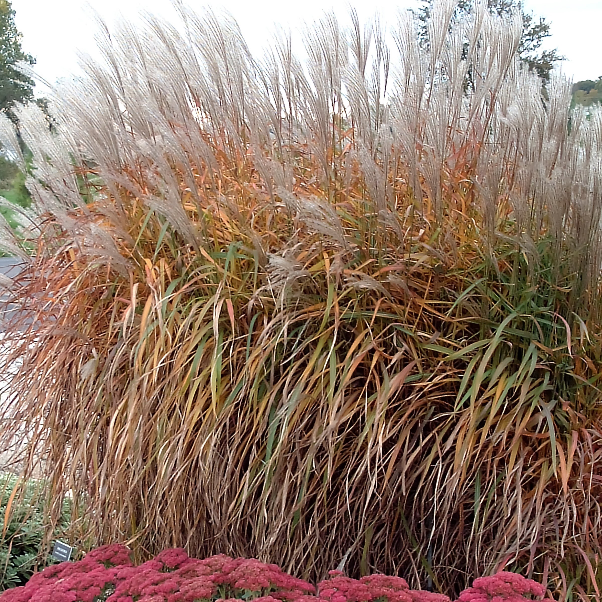 National Plant Network 4 in. Miscanthus Flame Grass Purpurascens (3-Pack)