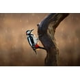 thumbnail image 2 of O Mahony, Kieran 32x23 Black Ornate Wood Framed with Double Matting Museum Art Print Titled - Woodpecker In The Rain, 2 of 4