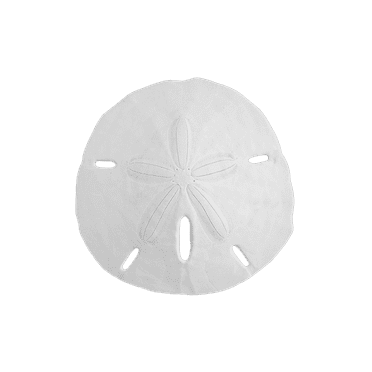 Sand Dollars 3.5" to 4" (Set of 25) - 100% Natural Florida Sand Dollars - Arts and Crafts - Beach Wedding Decor - Real Sand Dollar - Bulk Sand Dollars