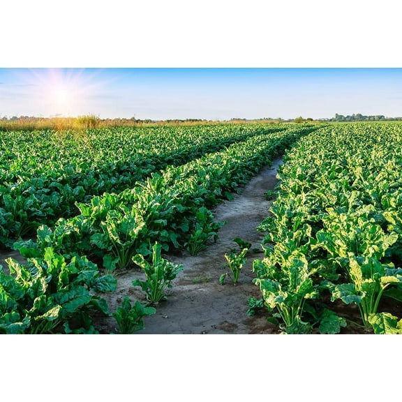 Sugar Beets Deer Food Plot Seeds - 500 Seeds to Grow - Whitetail Deer Go Wild for Sugar Beets