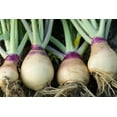 thumbnail image 2 of TomorrowSeeds - American Purple Top Rutabaga Seeds - 1500+ Count - For 2026 Planting Swede Swedish, 2 of 11
