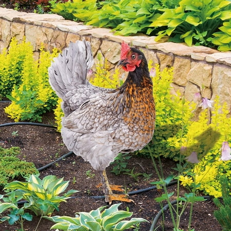 

Skpblutn Gardening Supplies Poultry Ation Yard Insert Rooster Acrylic Sticker Yard Art Ation Yard Ation Acrylic Double Sided Printed Party Cards Animal Ation Garden Decor Khaki