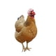 thumbnail image 1 of Gorro De Seguridad para Pollo Fernando Gorro De Protección para la Cabeza Blanco y Rojo, 1 of 8