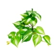 thumbnail image 1 of Decoración de plantas artificiales para tanque de reptiles, camaleón, lagarto, rana arborícola, tortuga, accesorio de terrario, plataforma para tomar el sol con ventosa, 1 of 8