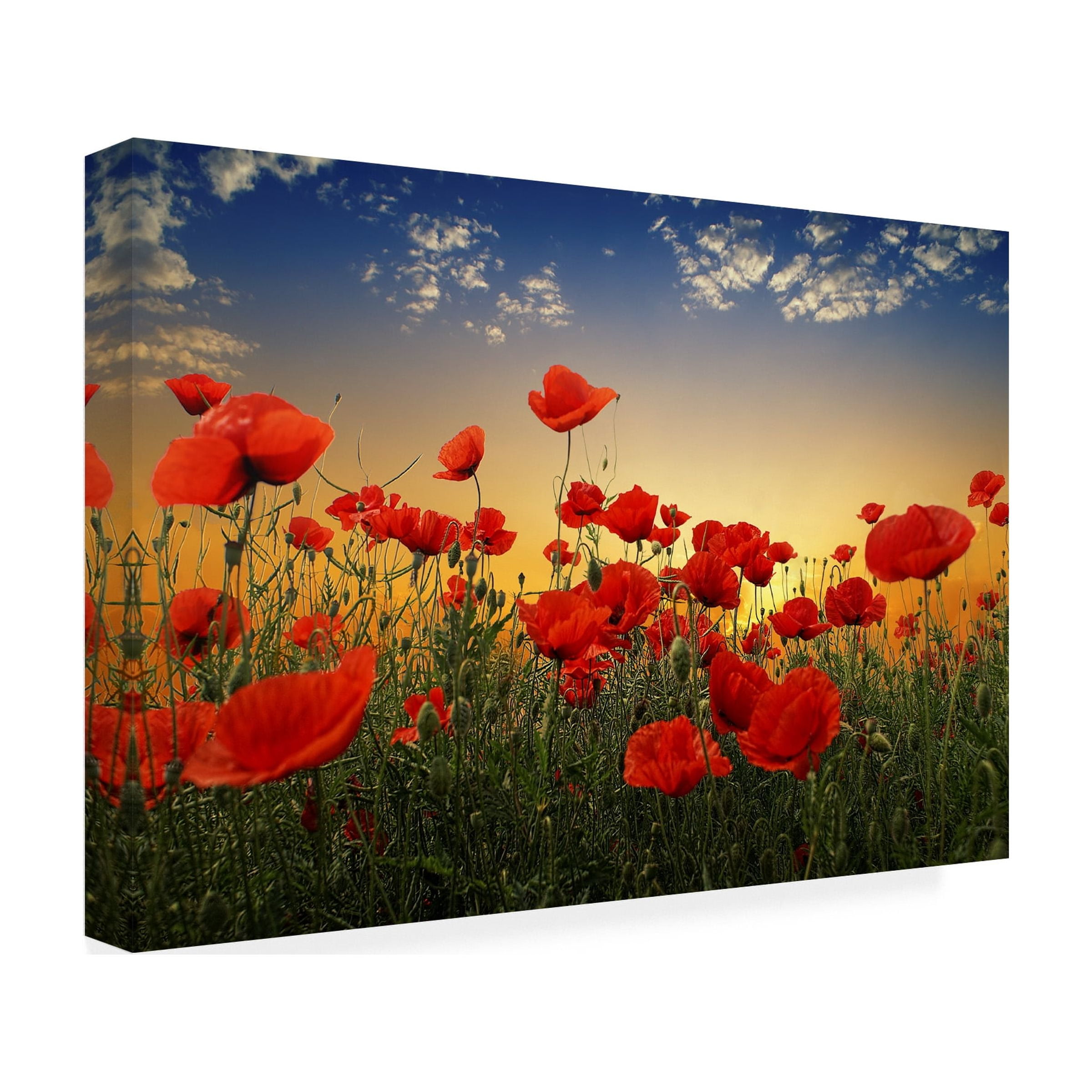 Albena Markova 'Poppies' Canvas Art