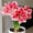 D, variant on Amaryllis for Planting - Easy to Grow & Quick Sprouting Garden Decoration( No Artificial )