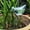 White, variant on Xuewenshw Watering Globes Automatic Watering Bulbs Garden Watering Globes Device Water Device For Self Watering System For Indoor Outdoor Garden Self Watering Bulbs for