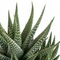 thumbnail image 6 of United Nursery 4 Pack of Live Zebra Plant Green and White Succulent Plants in 4in Grower Pots, 6 of 11