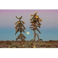 thumbnail image 2 of Larson, Nathan 24x17 Gold Ornate Wood Framed with Double Matting Museum Art Print Titled - Desert Moonrise, 2 of 4