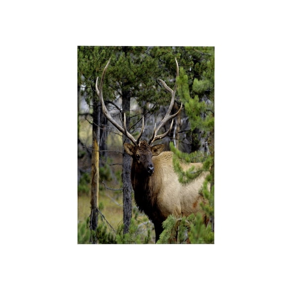3dRose, Bull elk in pines listening for danger, Yellowstone NP, Wyoming., 15x22 Hand Towel