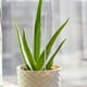 thumbnail image 5 of 1 juego de tutores acrílicos transparentes para plantas, tutores para enredaderas, varillas acrílicas para plantas y pinzas para orquídeas, 5 of 7