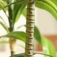 thumbnail image 4 of DR.Planzen Artificial Dracaena Tree, 5FT Tall Fake Plants Artificial Dracaena Tree for Indoor, Fake Trees for Office Home Living Room Floor Patio Greening Porch Decor, Set of 1, 4 of 8