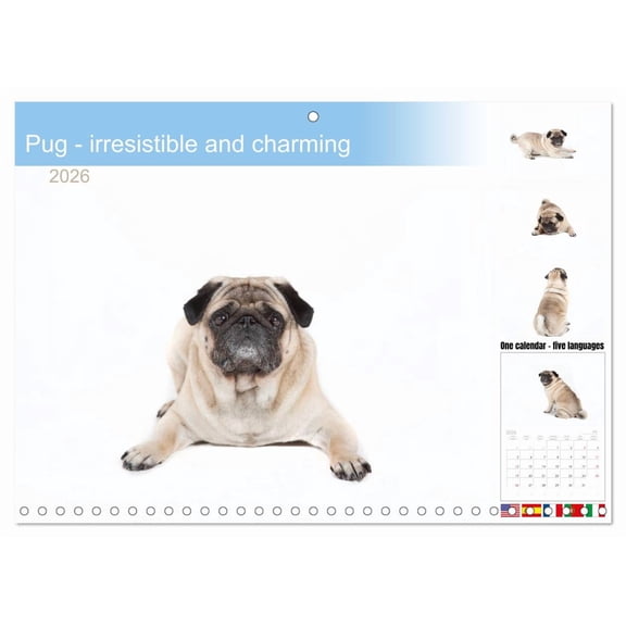 Pug - irresistible and charming (Monthly Wall Calendar 2026 11.7 x 16.5 (open)), CALVENDO 14 Month Calendar