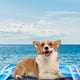 thumbnail image 4 of Big sale! Inflatable Patting Water Mat, Marine Life Swimming Ring, Climbing Cushion, Pet Patting Pad, 4 of 5
