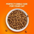 Iams Proactive Health Indoor Adult Cat Dry Kibble Food with Chicken