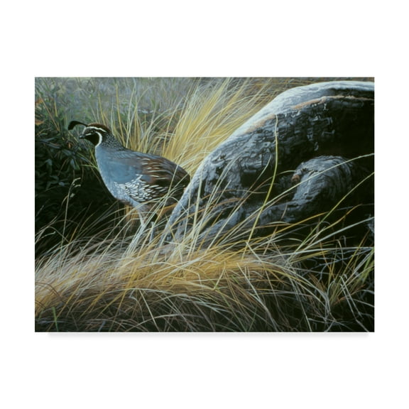Trademark Fine Art 'California Quail' Canvas Art by Ron Parker